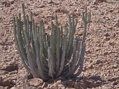 Euphorbia virosa