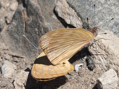 Colotis doubledayi
