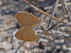 Colotis doubledayi