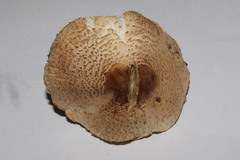 Lepiota ignivolvata