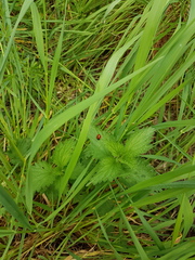 Coccinella septempunctata