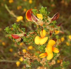 Pultenaea densifolia