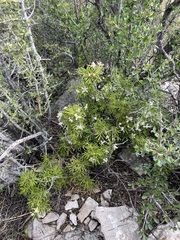 Mexican Orange Blossom (Choisya)