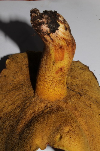 Suillus collinitus