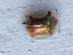 Aspidimorpha quadriremis