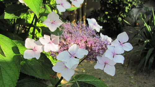 Hydrangea serrata iNat (1)