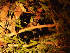 Paradoxurus philippinensis