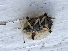 Aspidimorpha quadriremis