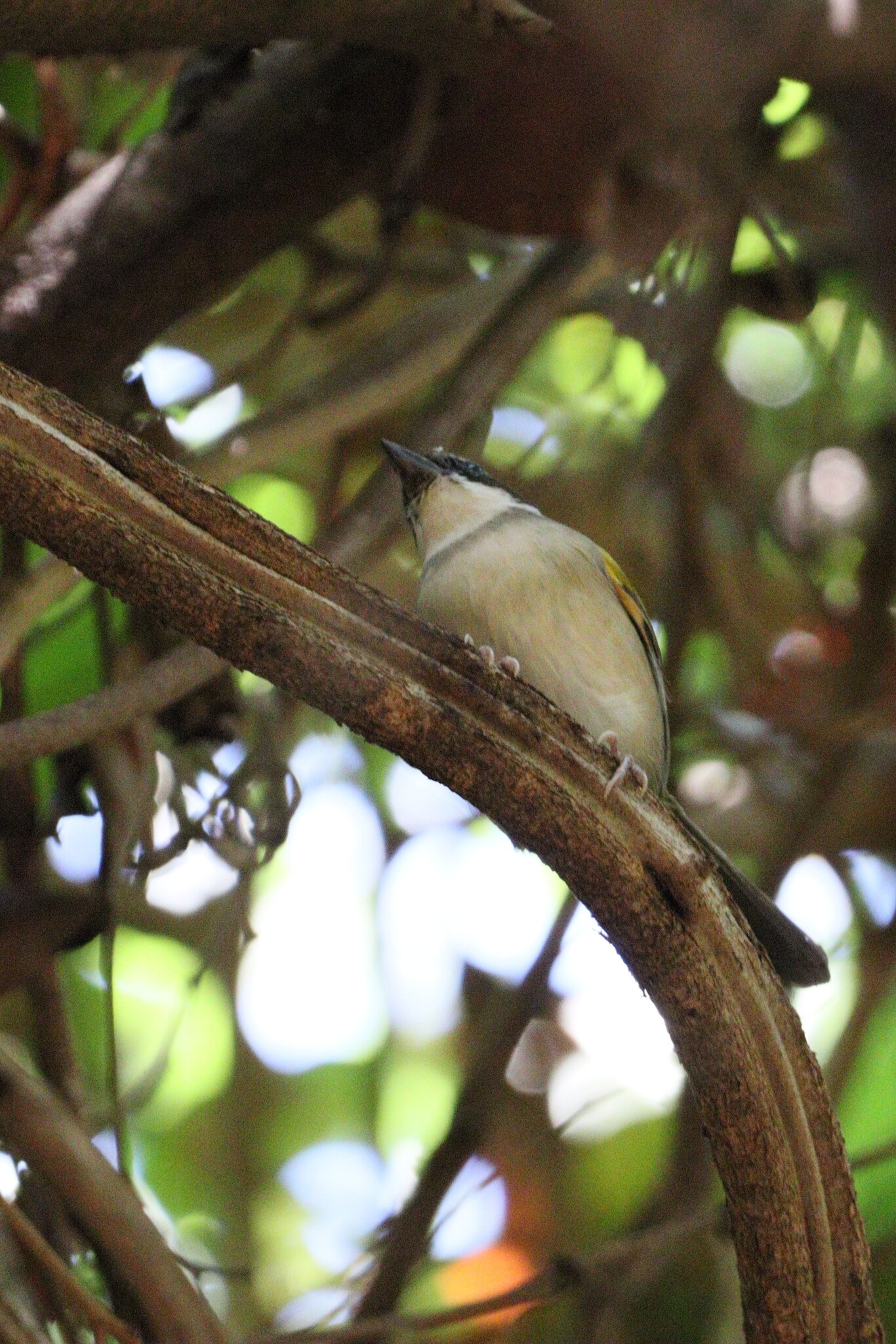 Pectoral Sparrow (Arremon taciturnus), photo 3