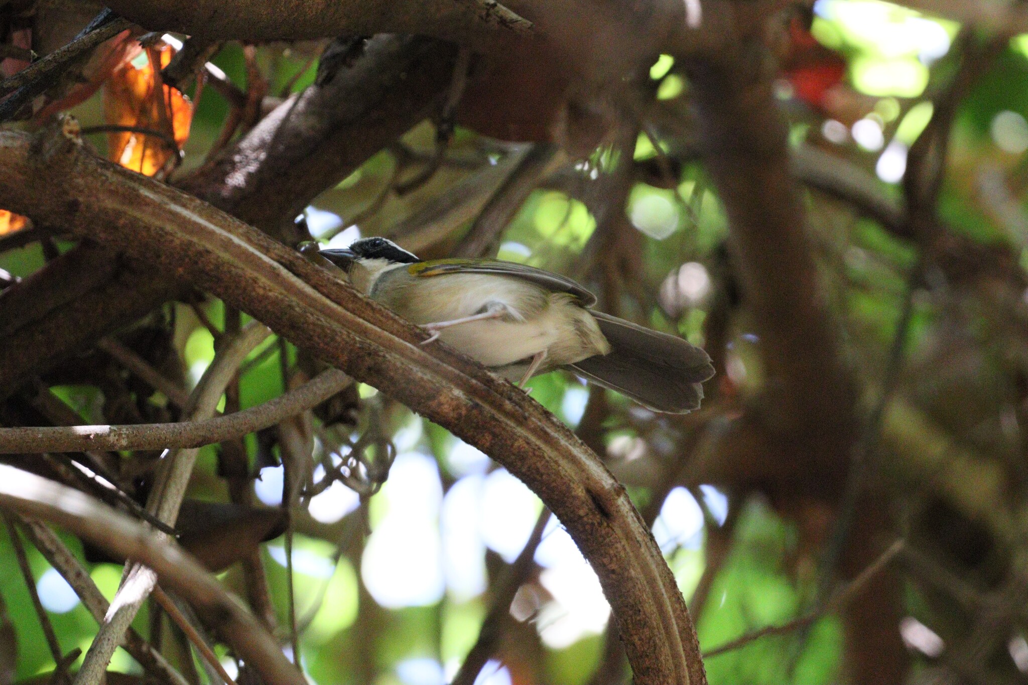 Pectoral Sparrow (Arremon taciturnus), photo 4