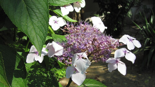 Hydrangea serrata iNat (3)