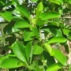 Terminalia microcarpa
