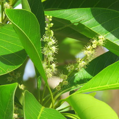 Terminalia microcarpa