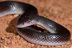 Atractaspis bibronii