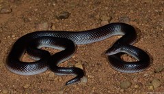 Atractaspis bibronii