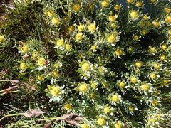 Leucadendron glaberrimum erubescens