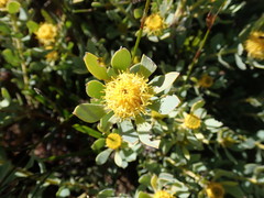 Leucadendron glaberrimum erubescens