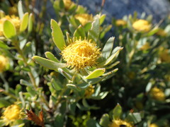 Leucadendron glaberrimum erubescens