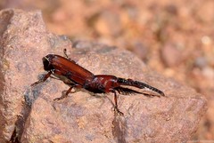 Amorphocephalina