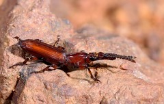 Amorphocephalina