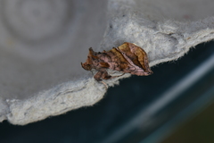 Pseudeva purpurigera