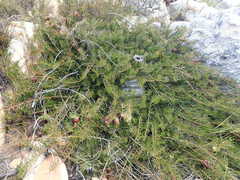 Protea witzenbergiana