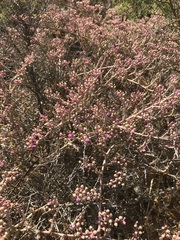 Mesembryanthemum junceum