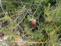 Protea witzenbergiana