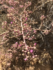 Mesembryanthemum junceum