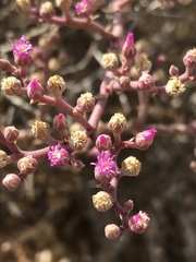 Mesembryanthemum junceum