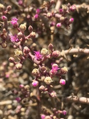 Mesembryanthemum junceum