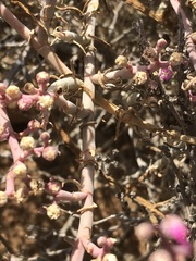 Mesembryanthemum junceum