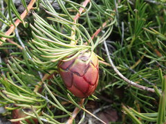 Protea witzenbergiana