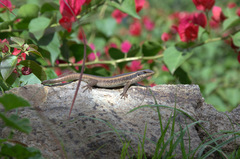 Trachylepis striata