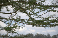 Crithagra citrinelloides