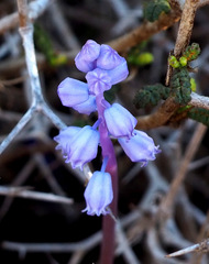 Muscari parviflorum