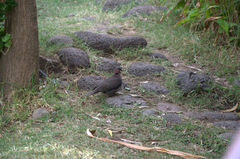 Streptopelia semitorquata