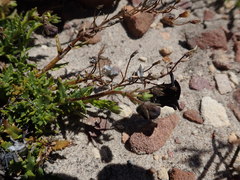 Nemesia bodkinii