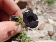 Nemesia bodkinii
