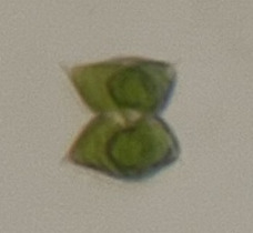 Staurastrum corniculatum