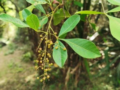 Searsia longipes