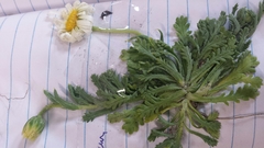 Brachyscome diversifolia