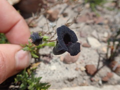 Nemesia bodkinii