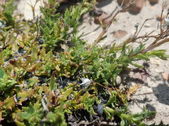 Nemesia bodkinii
