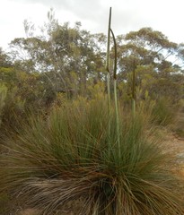 Xanthorrhoea caespitosa