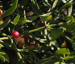 Viscum cruciatum