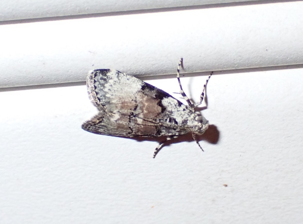Pococera humerella