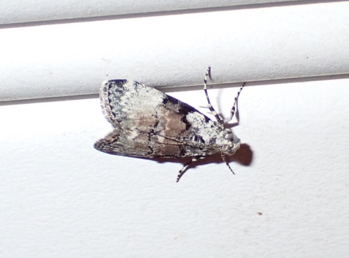 Pococera humerella
