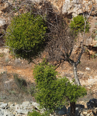 Viscum cruciatum