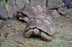 Stigmochelys pardalis
